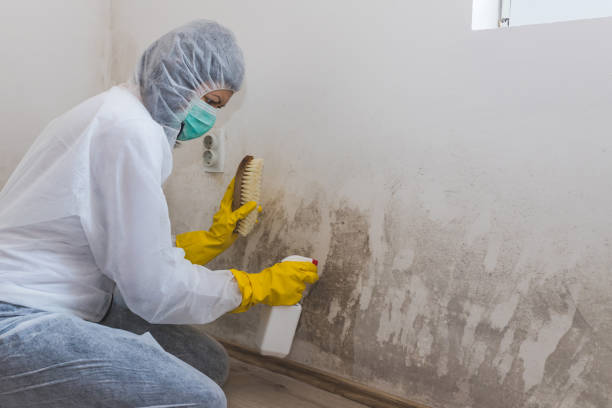 Best Residential Mold Removal  in Raubsville, PA