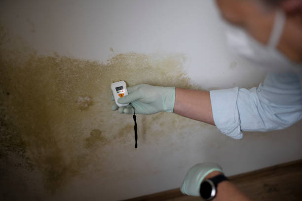 Best Black Mold Removal  in Raubsville, PA