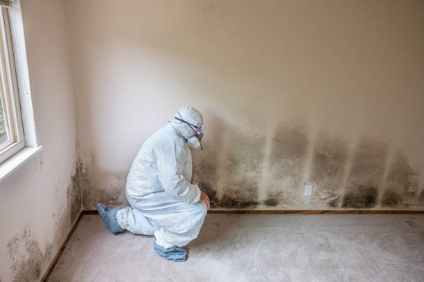 Best Local Mold Removal Service  in Raubsville, PA