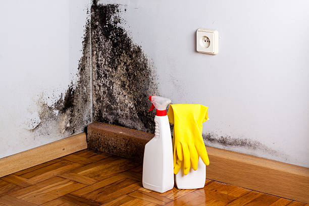 Professional Mold Removal in Raubsville, PA