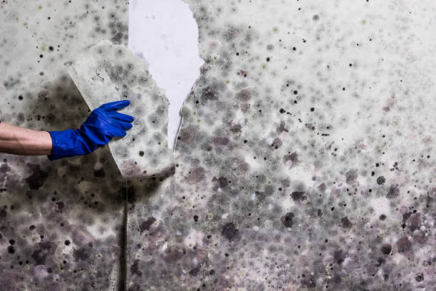 Attic Mold Removal in Raubsville, PA